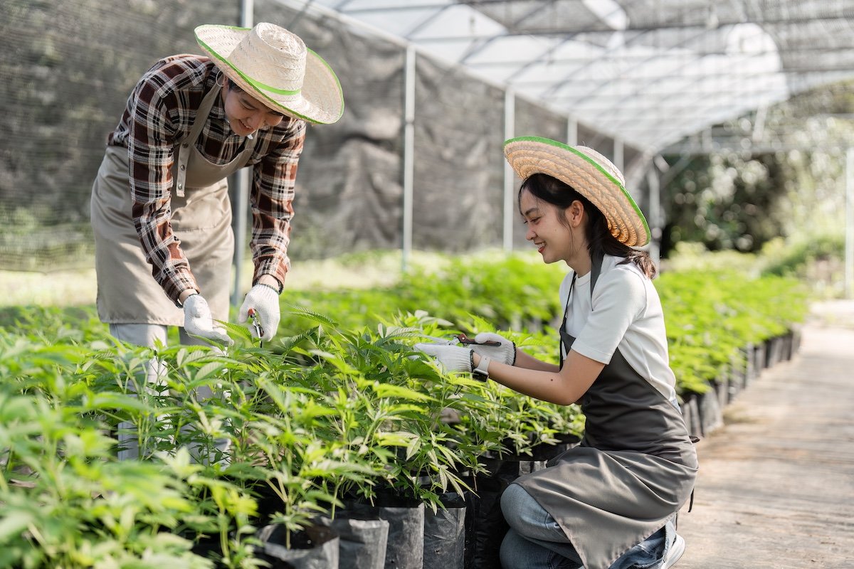 Tending to Hemp and THCa plants Greenhouse in legal state